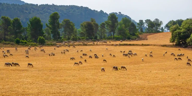 asesoramiento ganadero